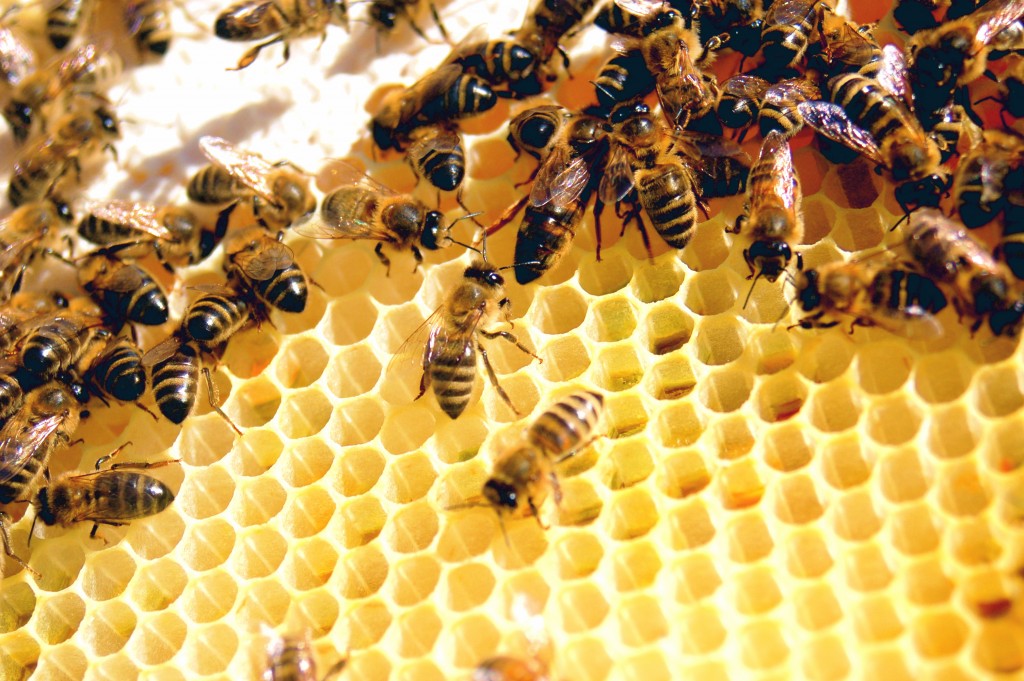 Méhpempő és más méhészeti termékek